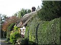 Nestling Thatch