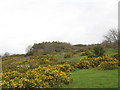 Looking across an ocean of whins towards Coed Tyn Rallt