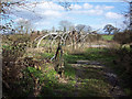 Garden structure at the Willows