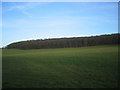 Galleyhill Wood from the road beside Marsh Hill House