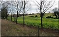 Willow plantation and fields near Brantham Bridge