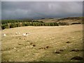 Sheep grazing at Braes of Coul