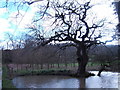 Twisted tree and pond