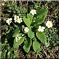 Primrose on the Hedgebank