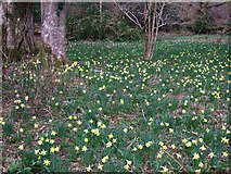 SX7988 : Wild daffodils near the Teign by Derek Harper