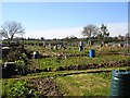 Allotments on Riddles Road