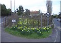 Daffodils at Farmborough