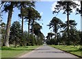 Tree lined Drive at Bicton College