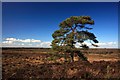 SU1907 : Pine tree at Handy Cross Plain, New Forest by Simon Barnes