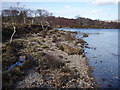 Loch Maree Coastline