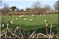 Sheep and Lambs behind the Hedge