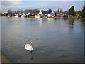 River Thames at Walton-on-Thames