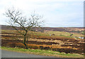 Stunted tree in moorland