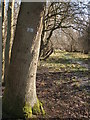 A ride (track) in Round Coppice, Hatfield Forest