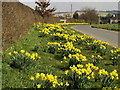 Daffodils near Hotham