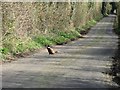 Caution pheasant crossing