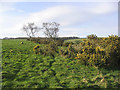 Pasture and gorse