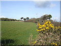 Gorse in bloom at Meaver