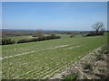 View From the Hogs Back - Facing North East