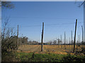 Hop Fields at Wagstaff Farm, Wagstaff Lane, Biddenden