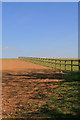 Paddock fence north of Whelpley Farm