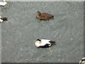 NU2604 : Cuddy Ducks - Amble Harbour by Gordon Hatton