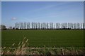 Farmland at Sedge Fen