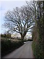 Greenway Road near Bathill Well, approaches to Galmpton