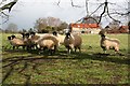 Sheep grazing at North Carlton