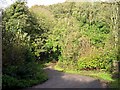 Minor Road in the Valley Woods