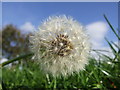 Dandelion Seeds