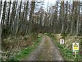 Culloden Forest