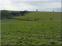 SU1854 : Grassland, Lower Everleigh by Andrew Smith