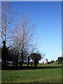 Churston Common, Windmill and thicket of bushes and trees