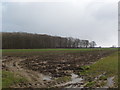 Thornums Wood near Thorganby