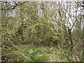 Unkempt woodland near Carr House Farm