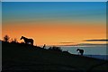ST8109 : Horses at sunset Okeford Hill by Simon Barnes