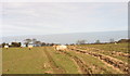 Sheep near Plas Newydd