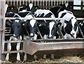 SJ8320 : Cattle Feeding by stephen betteridge