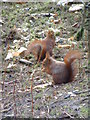 Red squirrels, Formby