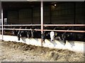 Cattle feeding at Mahollam farm