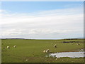SH6381 : Sheep around a dew pond at Parc Pentir by Eric Jones