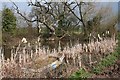 Duck Pond, Keyses Farm