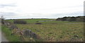 Parc Trwyn Du and Parc Pentir from the Penmon road