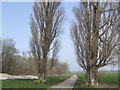 Two poplars