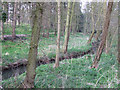 Cut Throat Brook near Claverley in Shropshire