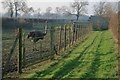 Ostrich Farming, Ings Farm