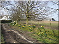 SO2951 : Daffodils by Upper Welson Farm by Jonathan Billinger