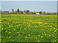 Field of Dandelions