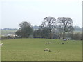 Sheep land above Upper Hengoed